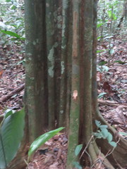 Aspidosperma excelsum