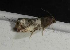 Notocelia rosaecolana