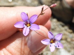 Allophyllum capillare
