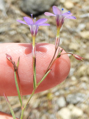 Allophyllum capillare