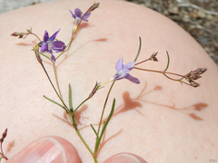 Allophyllum capillare