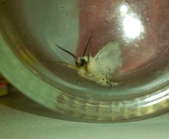 Spilosoma lubricipeda