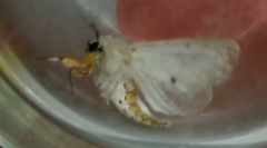 Spilosoma lubricipeda