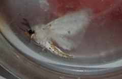 Spilosoma lubricipeda