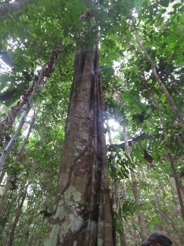 Aspidosperma excelsum observed 2022-06-01