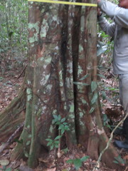 Aspidosperma excelsum