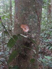 Brosimum guianense