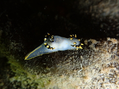 Polycera tricolor