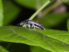 Glipa hilaris
