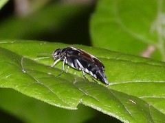 Glipa hilaris