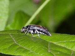 Glipa hilaris