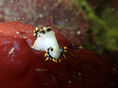 Polycera tricolor