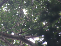 Brosimum guianense