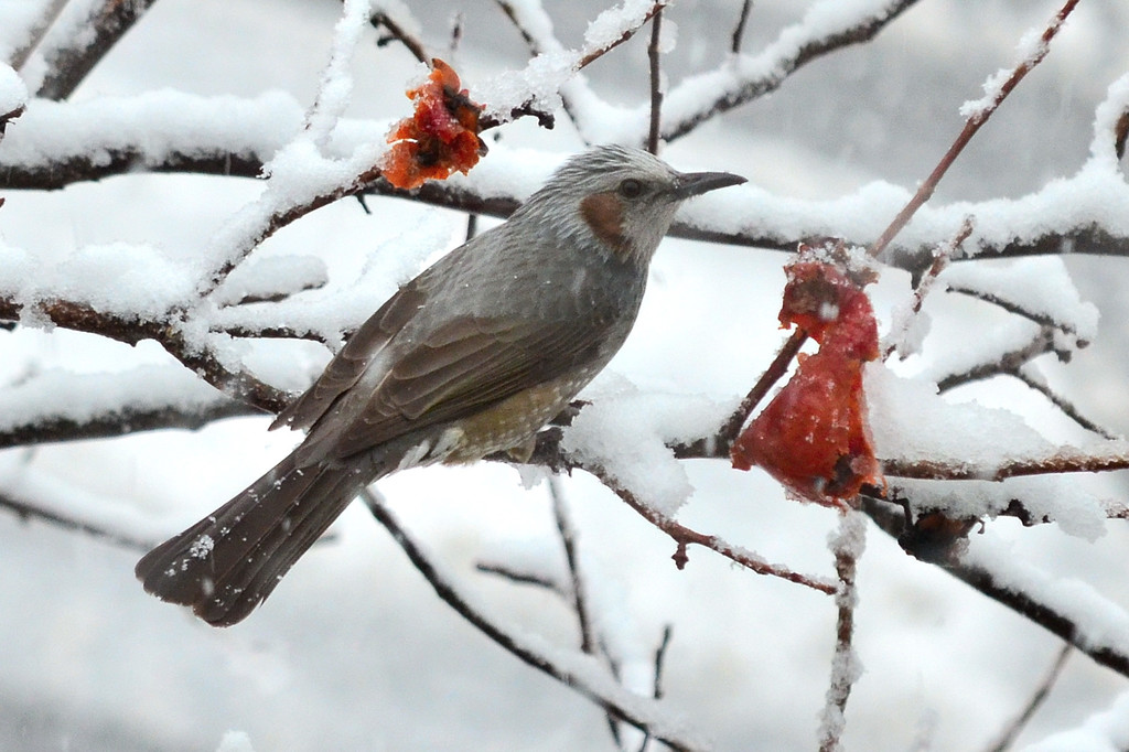 Brown-eared Bulbul (Hypsipetes amaurotis) photo
