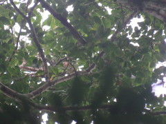 Brosimum guianense