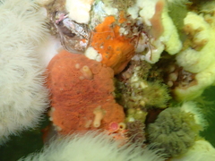 Aplidium solidum