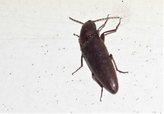 Melanotus castanipes