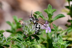 Triepeolus subnitens