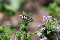 Triepeolus subnitens