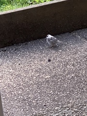Junco