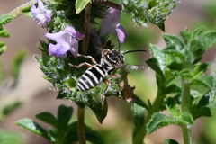 Triepeolus subnitens