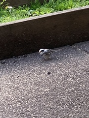 Junco
