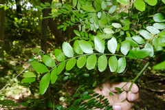 Gleditsia amorphoides