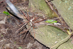 Gleditsia amorphoides