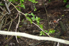 Gleditsia amorphoides