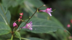 Impatiens devolii