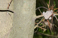 Gleditsia amorphoides
