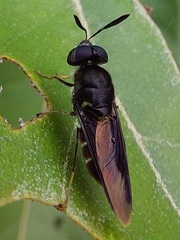 Hoplitimyia subalba