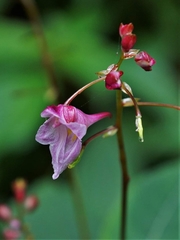 Impatiens devolii