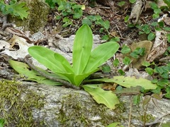 Frasera caroliniensis