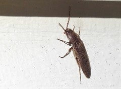 Melanotus castanipes