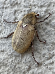 Amblonoxia