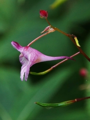 Impatiens devolii