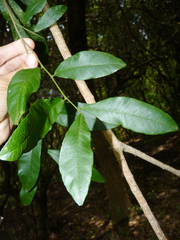 Sebastiania commersoniana