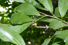 Sebastiania commersoniana