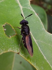 Hoplitimyia subalba