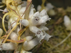 Cuscuta chilensis