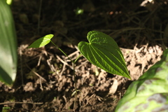 Dioscorea caucasica