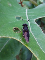 Hoplitimyia subalba