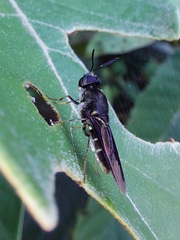 Hoplitimyia subalba