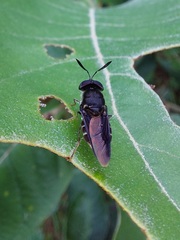 Hoplitimyia subalba