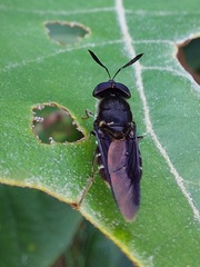 Hoplitimyia subalba