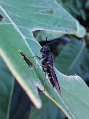Hoplitimyia subalba