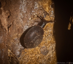 Ramogenia challengeri