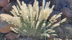 Melica persica
