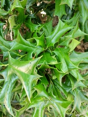 Ilex